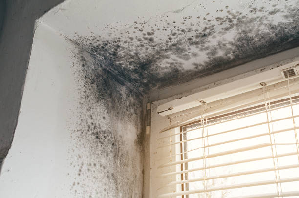 Trusted Black Mold Removal service in Boerne, TX - Cheap Mold Removal