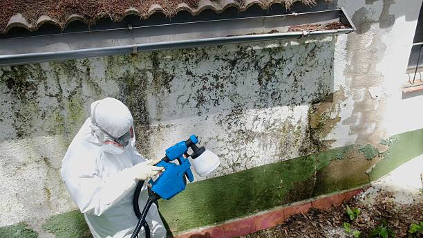 Top rated local Basement Mold Removal specialists in Boerne, TX